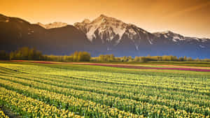 A Scenic View Of Colorful Spring Fields Under Clear Blue Skies Wallpaper