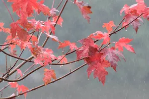 A Scenic View Of Fall Rain In The Forest Wallpaper