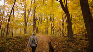 A Scenic View Of Lush Autumn Foliage During A Peaceful Fall Hike Wallpaper