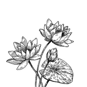 A Scratch Black & White Drawing Wallpaper