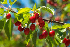 A Scrumptious Bunch Of Fresh Red Cherries Wallpaper
