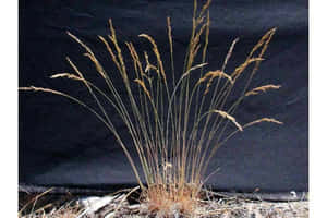 A Sea Of Blue Grass Carpets The Ground Wallpaper