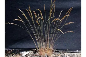 A Sea Of Blue Grass Carpets The Ground Wallpaper