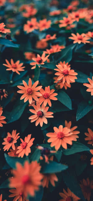 A Sea Of Brilliantly Colored Rose Petals In The Shape Of An Apple Iphone Wallpaper