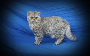 A Selkirk Rex Cat Relaxing On A Sofa Wallpaper