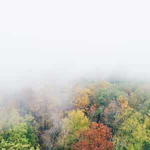 A Serene Autumn Landscape Shrouded In Fog Wallpaper