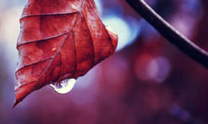 A Serene Autumn Morning With Dewdrops Adorning The Fallen Leaves Wallpaper