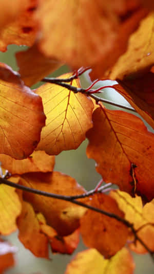 A Serene Autumn Scene In The Forest Wallpaper