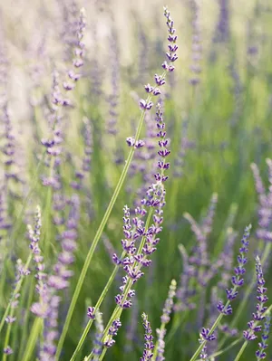 A Serene Countryside Landscape With Expanses Of Bright Purples In Lavender Blue Wallpaper