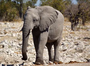 A Serene Day At The Wildlife Sanctuary Wallpaper