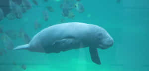 A Serene Group Of Manatees Swimming Peacefully In Clear Tropical Waters. Wallpaper