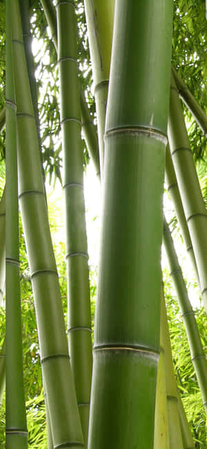 A Serene Grove Of Green Bamboo Wallpaper