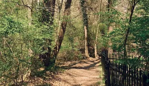 A Serene Moment Of Forest Conservation In Action Wallpaper