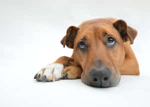 A Serene Moment Of Tranquility As A Dog Lazes On A Park Bench On A Sunny Day. Wallpaper