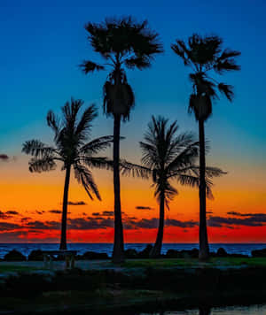 A Serene Sunset At A Tropical Beach With Towering Palm Trees Wallpaper