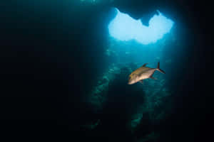 A Serene Underwater Encounter With A Dolphin. Wallpaper