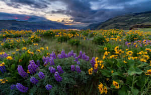 A Serene View Of Pristine Grassland Wallpaper