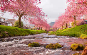 A Serene View Of Sakura Trees In Bloom Wallpaper