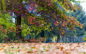 A Serene Walkway Covered In Fallen Leaves Wallpaper