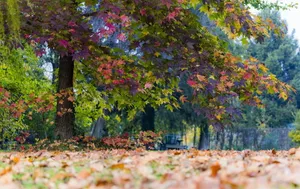 A Serene Walkway Covered In Fallen Leaves Wallpaper