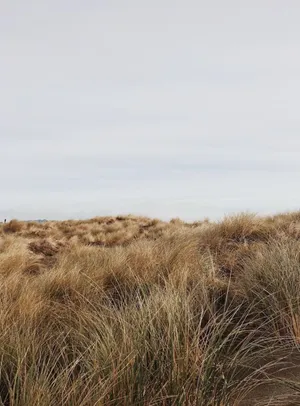 A Serene Winter Beach Embracing The Icy Blue Ocean Wallpaper