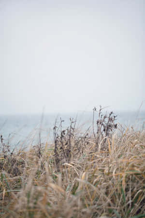 A Serene Winter Beach Landscape Wallpaper