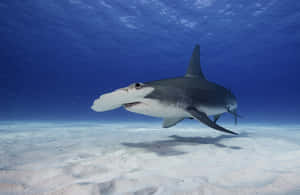 A Shark Swimming In The Ocean Wallpaper