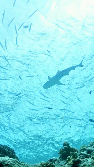 A Shark Swims Under A Coral Reef With Fish Wallpaper