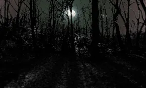 A Silent Night In The Woods Wallpaper