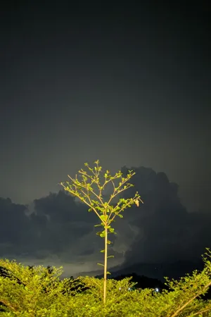 A Silhouetted Couple Admiring A Beautiful Sunset In Tropical Paradise. Wallpaper