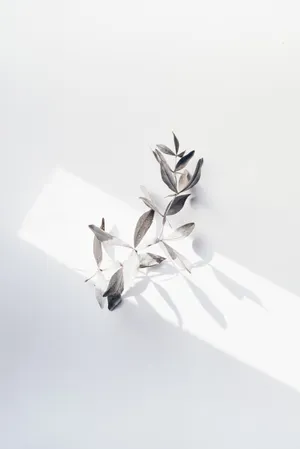 A Silver Leaf Is Sitting On A White Surface Wallpaper