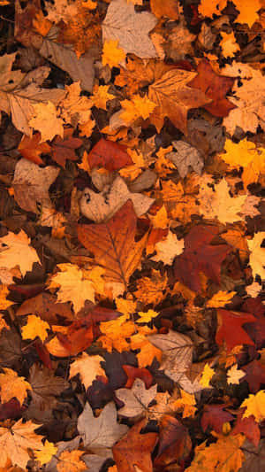 A Single Autumn Leaf Resting Peacefully In The Sun Wallpaper