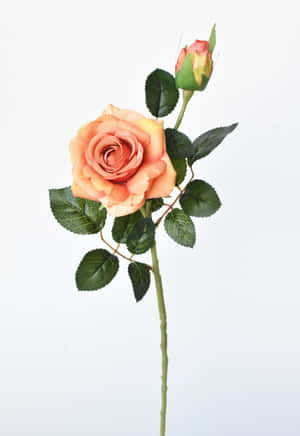 A Single Elegant Red Rose Against A Dark Background Wallpaper