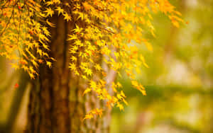 A Single Leaf Perched On A Tree Branch Showing The Vibrant Colors Of Autumn Wallpaper