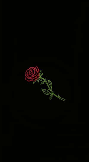 A Single Rose Reflects Beauty And Grace Wallpaper