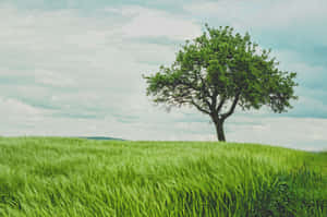 A Single Tree In A Green Field Wallpaper