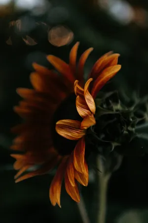 A Single Vibrant Dark Sunflower Against A Brown Backdrop Wallpaper