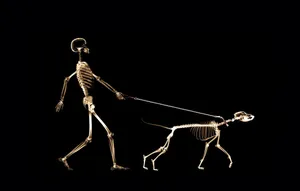 A Skeleton Walking A Dog Wallpaper