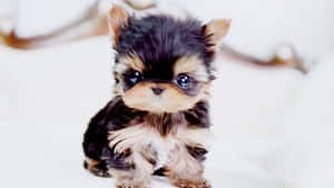 A Small Black And Brown Puppy Sitting On A Bed Wallpaper