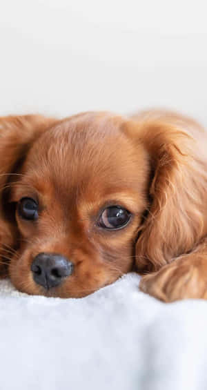 A Small Brown Dog Laying On A White Bed Wallpaper