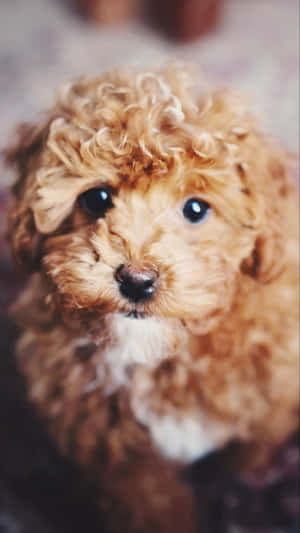 A Small Brown Puppy Is Sitting On A Rug Wallpaper