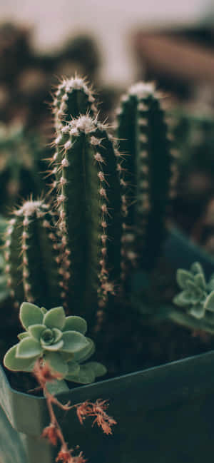 A Small Cactus Plant In A Green Pot Wallpaper