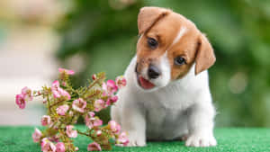 A Small Dog Is Sitting On Grass With Flowers Wallpaper