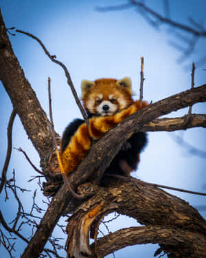 A Small, Fluffy And Cute Red Panda Wallpaper