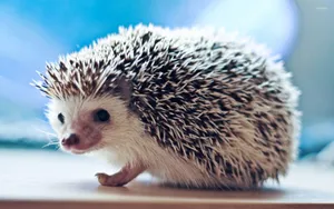A Small Hedgehog Sitting On A Table Wallpaper