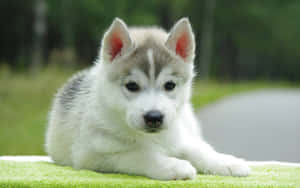 A Small Husky Puppy Is Laying On A Green Blanket Wallpaper