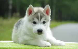 A Small Husky Puppy Is Laying On A Green Blanket Wallpaper