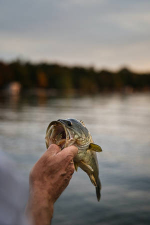 A Small Largemouth Bass Wallpaper