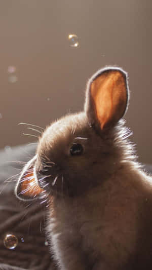 A Small Rabbit Sitting On A Bed With Bubbles Wallpaper