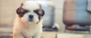 A Small White And Brown Puppy Is Standing On The Ground Wallpaper